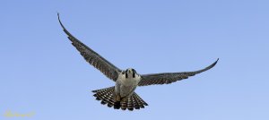 Peregrine Falcon 游隼