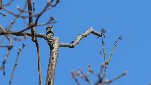 lesser spotted woodpecker (male)