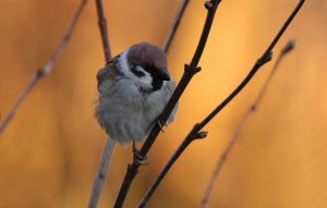 Eurasian tree sparrow