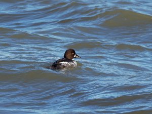 Female common goldeneye