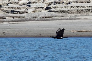 Great cormorant in flight