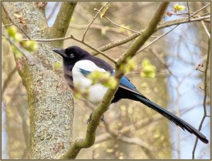 Magpie