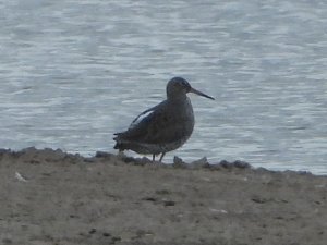 Redshank