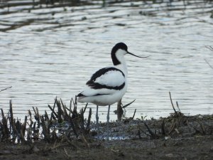 Avocet