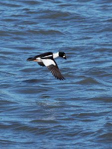 Male goldeneye in flight