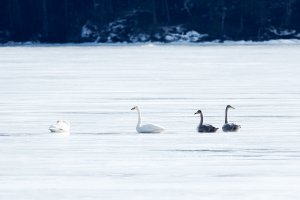 Whooper swans on ice