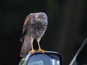 Christmas Island Goshawk