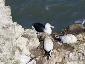 black browed albatross