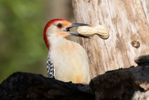 Woodpecker enjoying a peanut