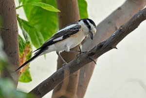 Masked shrike