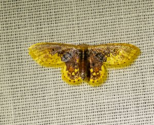 Geometer Moth (Idaea helleria: Geometridae)