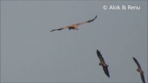 Jorbeer - 35 : Amazing Wildlife of India by ... Renu Tewari and Alok Tewari : Vultures and Eagles in Jorbeer sky