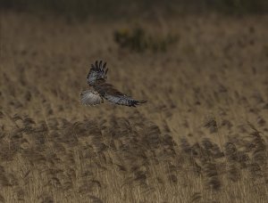 Marsh Harrier.jpg