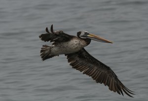 Peruvian Pelican-8.jpg