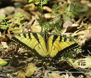 Eastern Tiger Swallowtail