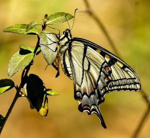 Eastern Tiger Swallowtail