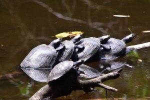 charapas turtles