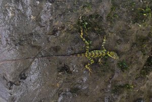 Amazon dwarf-iguana