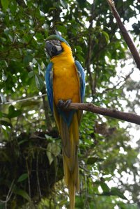 Blue and yellow Macaw