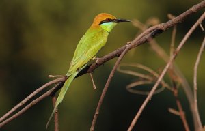 Russet-crowned adult Green Bee-eater