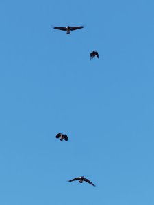 Hooded crows in flight