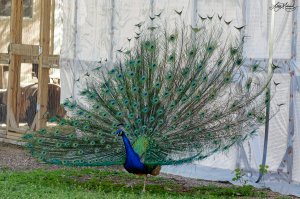 Indian Peafowl