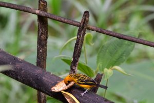 Golden Tanager