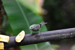 Palm Tanager