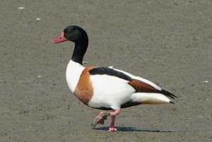 Shelduck takes a walk in the Wadden Sea