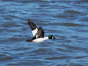 Male goldeneye in flight