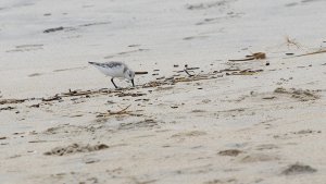 Sanderling