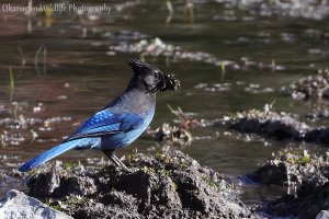 Steller's Jay