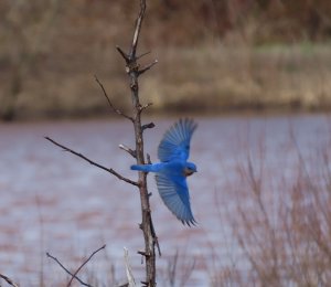 Eastern bluebird