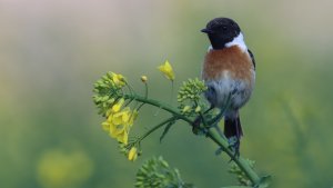 stonechat (male)