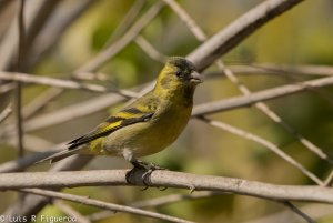 Black-chinned Siskin.jpg