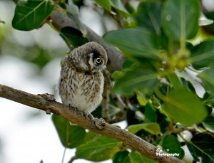 Spotted Owlet ( JUV.)