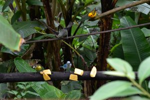 Tanagers attend a picnic