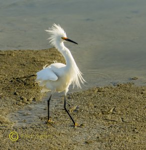 Snowy Egret