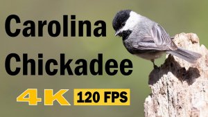 Carolina Chickadee in Alabama