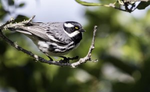 Black-throated Gray Warbler