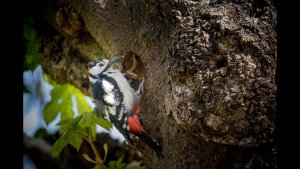 Great spotted Woodpecker making its nest (Grote bonte specht)