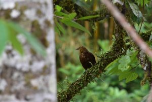 Russet-backed Oropendola