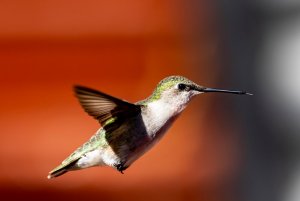 Hummingbird in Alabama