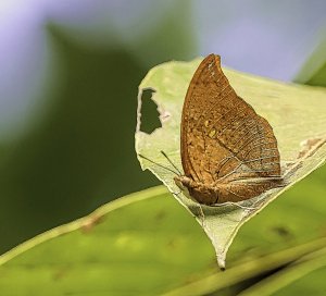 Isidora Leafwing