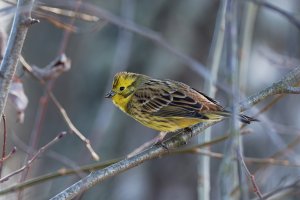 Male yellowhammer