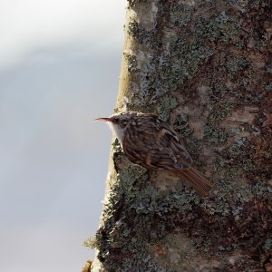 Treecreeper