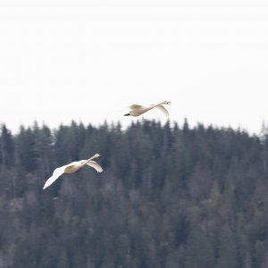 Whooper swans in flight