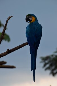 Blue-yellow Macaw