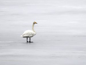 Whooper swan on ice