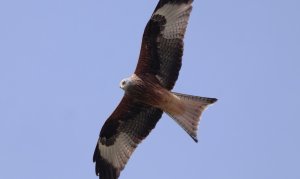 Red kite (Milvus milvus)
